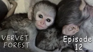 Broken Foot Baby Monkey Jerry Rescued - The Dodo Comeback Kid - Ep. 12