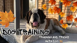 DOG TRAINING/ Тренировка с Вермутом/ СЕНБЕРНАР