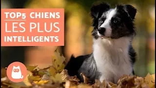 Les chiens les plus intelligents - TOP 5 des chiens les plus malins