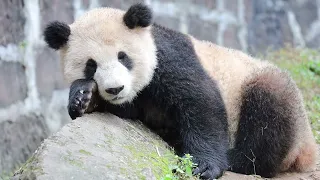 После обеденный сон панды