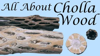 All About Cholla Wood in Your Aquarium!