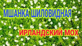 Сеем МШАНКУ ШИЛОВИДНУЮ(ИРЛАНДСКИЙ МОХ)