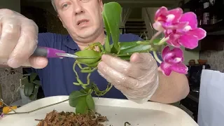ТОПАЗИМ КОРНИ ОРХИДЕЙ и готовим к пересадке орхидеи в стекло и закрытую систему