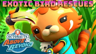 Octonauts: Above & Beyond - 🦚 Exotic Bird Rescues ⛑️ | Compilation | @Octonauts​