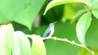 Colibri Cabeza Violeta