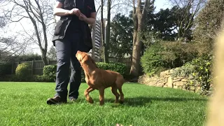 Vizsla Puppy starting training for loose leash, retreive & swap @ 10 weeks