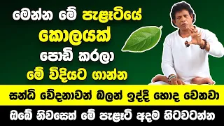 සන්ධි වේදනාවන් ඉක්මනින්ම සුව වෙන්න | මෙන්න මේ පැළෑටියේ කොලයක් පොඩි කරලා මේ විදියට ගාන්න