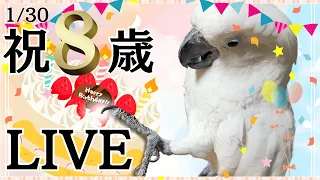 ゆきまる8歳の生誕祭ライブ！！少し早めにお祝いします