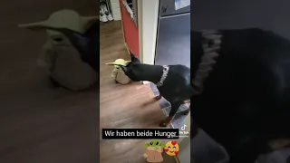 Dobermann Cloe.  möge die Macht mit uns sein