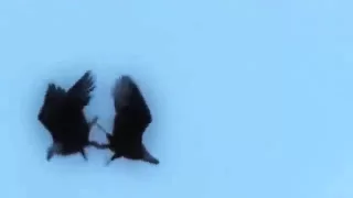 Bald Eagles Mating Ritual