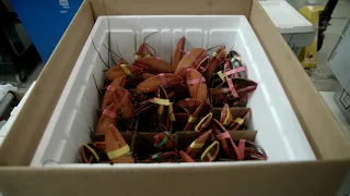How American Lobster is Prepared for Shipping