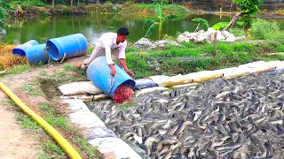 They Gives Lots Of Different Food To Hungry Catfish|| Indian Fish Farming Business