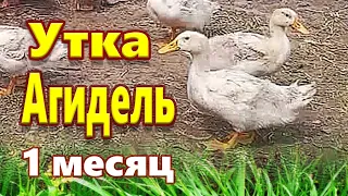 Бройлерная утка Агидель 1 месяц. Жизнь в Деревне !