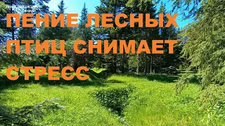 ПЕНИЕ ЛЕСНЫХ ПТИЦ СОЗВУЧНО С ВИБРАЦИЯМИ НАШЕЙ ДУШИ-УСПОКАИВАЕТ,УМИРОТВОРЯЕТ,ОЗДОРАВЛИВАЕТ ОРГАНИЗМ.