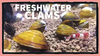 New Freshwater Clams!