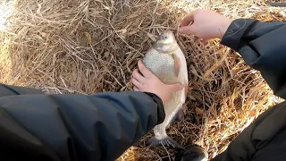 Pavasarinių karšių žvejyba Neryje