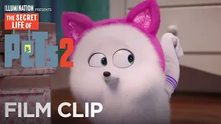 The Secret Life Of Pets 2 | Clip: Cat Lessons - Now on 4K, Blu-ray, DVD & Digital | Illumination