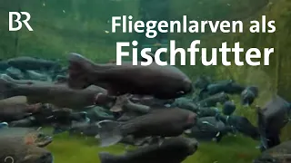 Schwarze Soldatenfliege: Fliegenlarven als Fischfutter mit Hürden | Gut zu wissen | BR