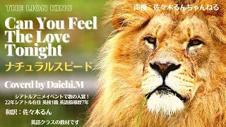 【ナチュラルスピード】Can You Feel The Love Tonight (The Lion King) 英語歌詞 和訳 佐々木るん ライオンキング主題歌 英語で歌おう 英語教室