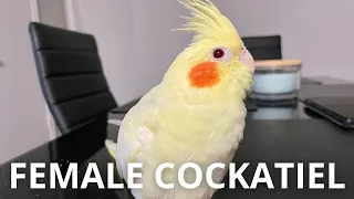 Female Cockatiel Sounds In The Morning