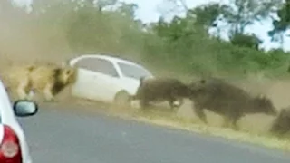 Lions Chase Buffaloes Into Tourist's Car