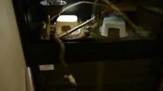 Cobra Feeding