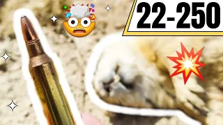 22-250 Explodes Prairie Dogs!!! 💣🧨💥🤯