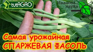 СВЕРХ УРОЖАНЫЕ СОРТА ФАСОЛИ. Мои любимые спаржевые фасоли ИМЕННО ТАКИЕ!