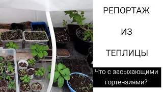 Что растет в теплице//как выглядят черенки и прошлогодние гортензии 🌱🌱🌱