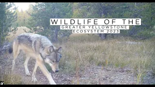 Best of Greater Yellowstone Ecosystem trail cam #trailcam