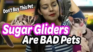 Sugar Gliders are Bad Pets | Why NOT to Buy a Sugar Glider