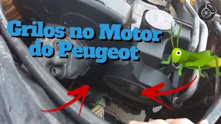 Peugeot 206 com Motor GRILANDO 🦗