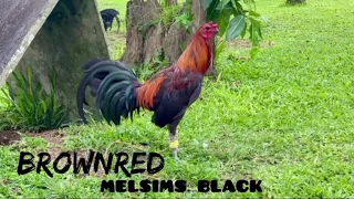 Melsims Black @roundhead
