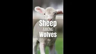 Sheep among wolves - Shorts Daily Christian Devotions - Bible Verse of The Day
