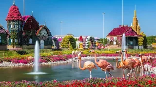 Best Time To Visit 🐪 Miracle Garden Dubai ᴴᴰ █▬█🌴▀█▀