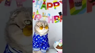 День рождения у кота! 🎁