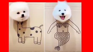 Tik Tok Chó Phốc Sóc Mini | Funny and Cute Pomeranian Videos #11