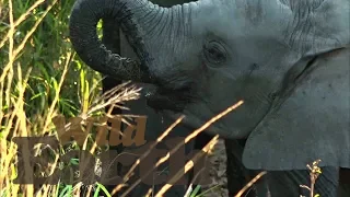 WildEarth - Sunset Safari - 20 May 2020