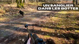 TIR D'UN SANGLIER DE 80KGS - CHASSE EN BATTUE