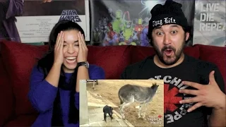 ANIMAL THUG LIFE COMPILATION #22 REACTION!!!