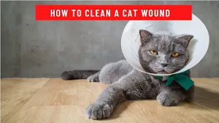 How to Clean a Cat Wound updated 2021