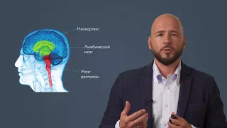 Эмоциональный интеллект. Модуль 1. Павел Николаев, All Brains