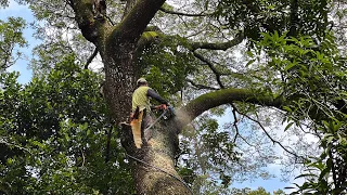 It's hard to tear down and chop this old trembesi tree!! Stihl ms881 Vs Husqvarna 3120xp.