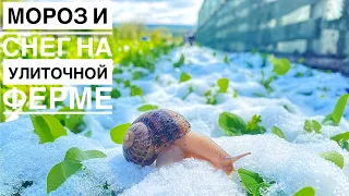 Мороз и снег 9 Мая❄️на Улиточной Ферме | Как переносит мороз улитка? Что стало с травой?