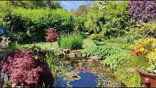 Japanese Maples - Garden Walk, May 13 '24 - Osakazuki, Jordan, Starfish looking Great