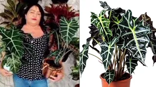 5 plantas pra dentro de casa dicas e cuidados tudo que você precisa saber folhagens gigantes!!