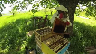 Bee in Ukraine.Swarm