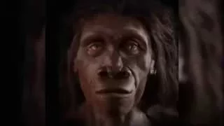 Human face evolution in the last 6 million years