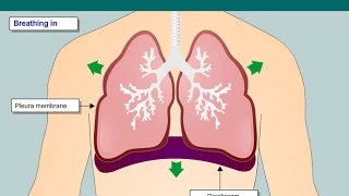 Animation showing normal breathing