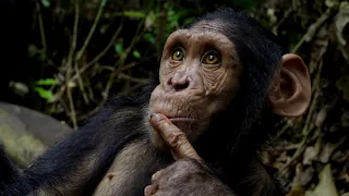 New Hope for Rickita, Joana and Tina - Three Rescued Chimpanzees from Angola